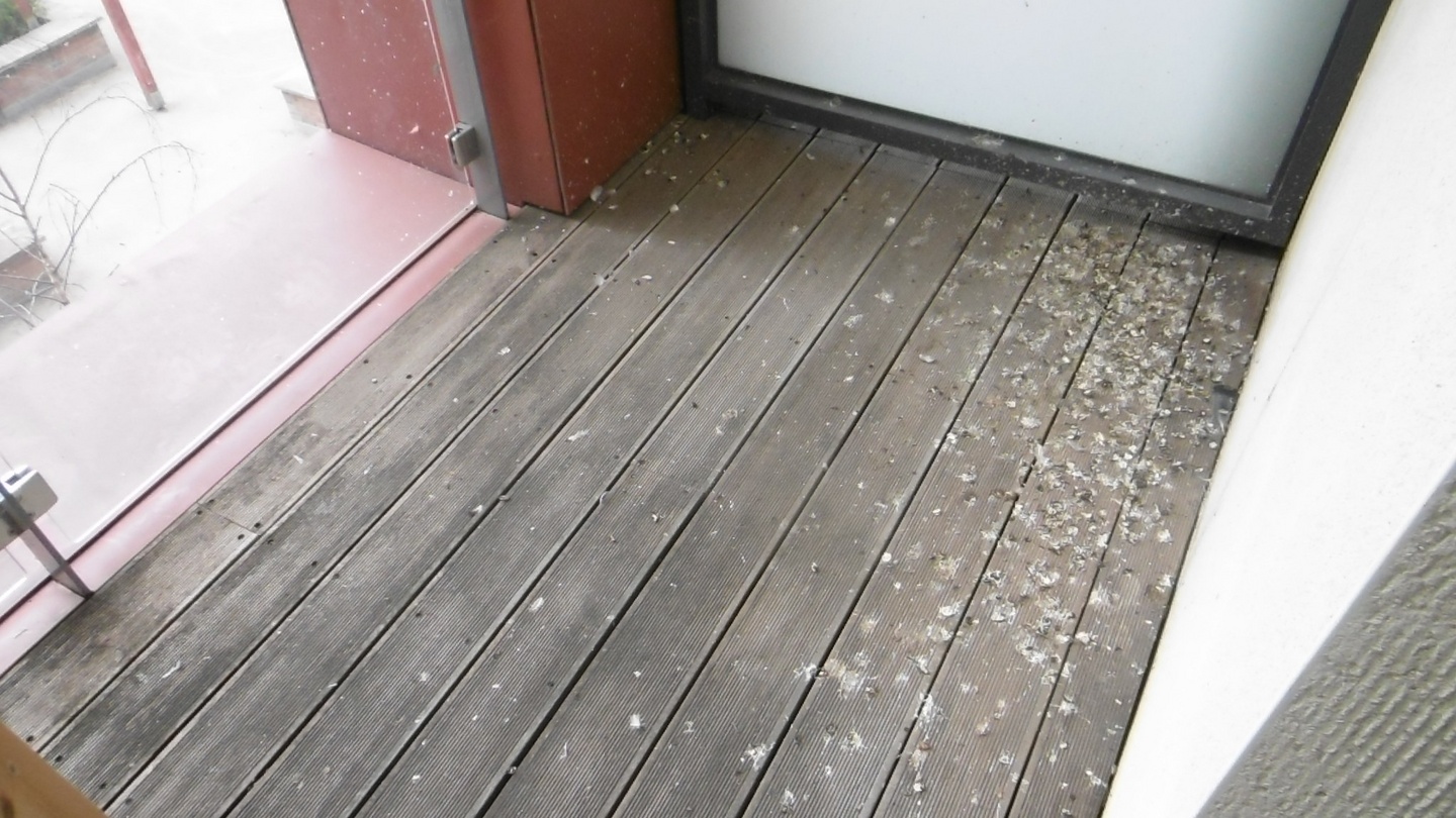My balcony is covered in pigeon droppings. Who is liable? – The Irish Times