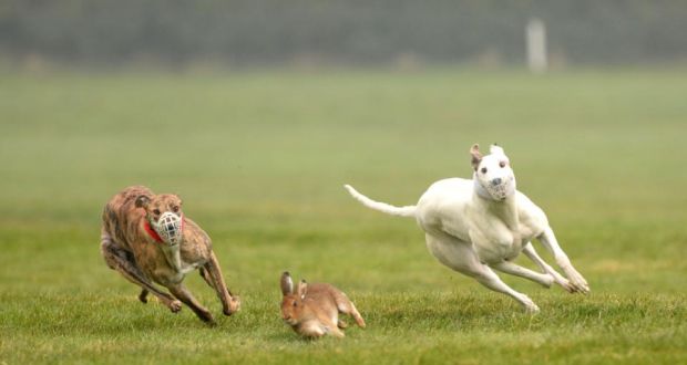 Reason for hare deaths differ at coursing meeting – The Irish Times