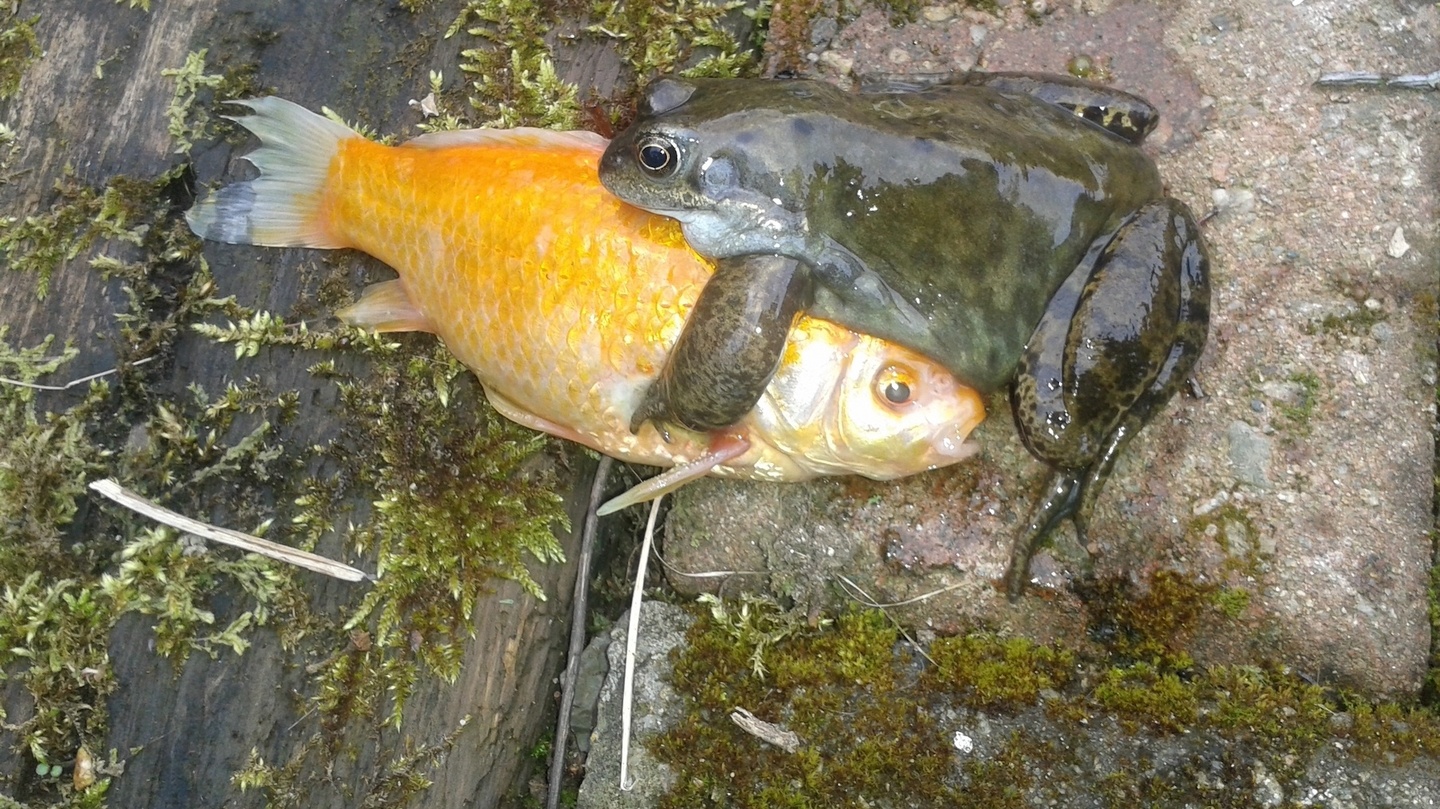 My goldfish are assaulted by frogs. Readers' nature queries – The Irish Times
