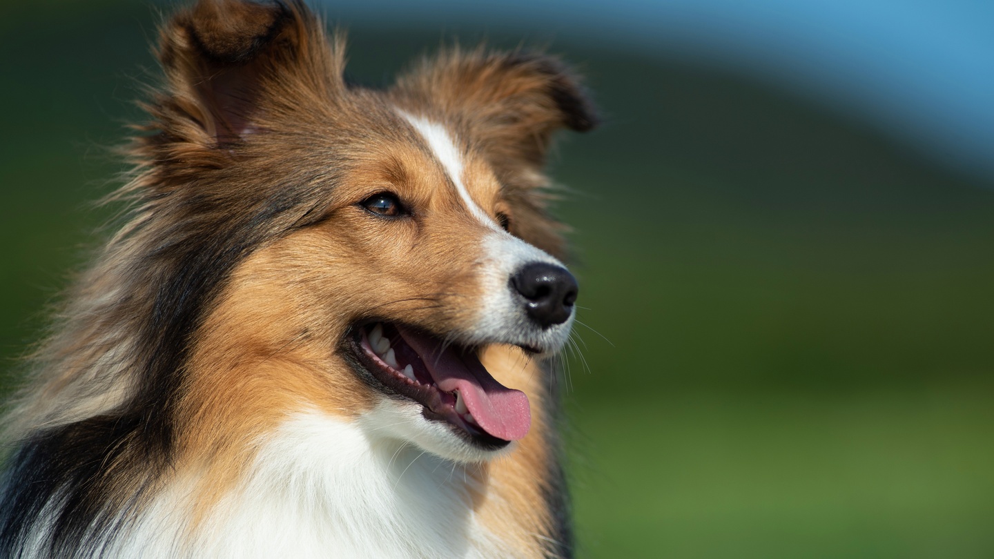 12 Signs of False Pregnancy in Dogs - PetHelpful