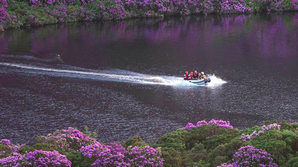 Rhododendron rescue: walkers trapped by plants for five hours  The Irish  Times