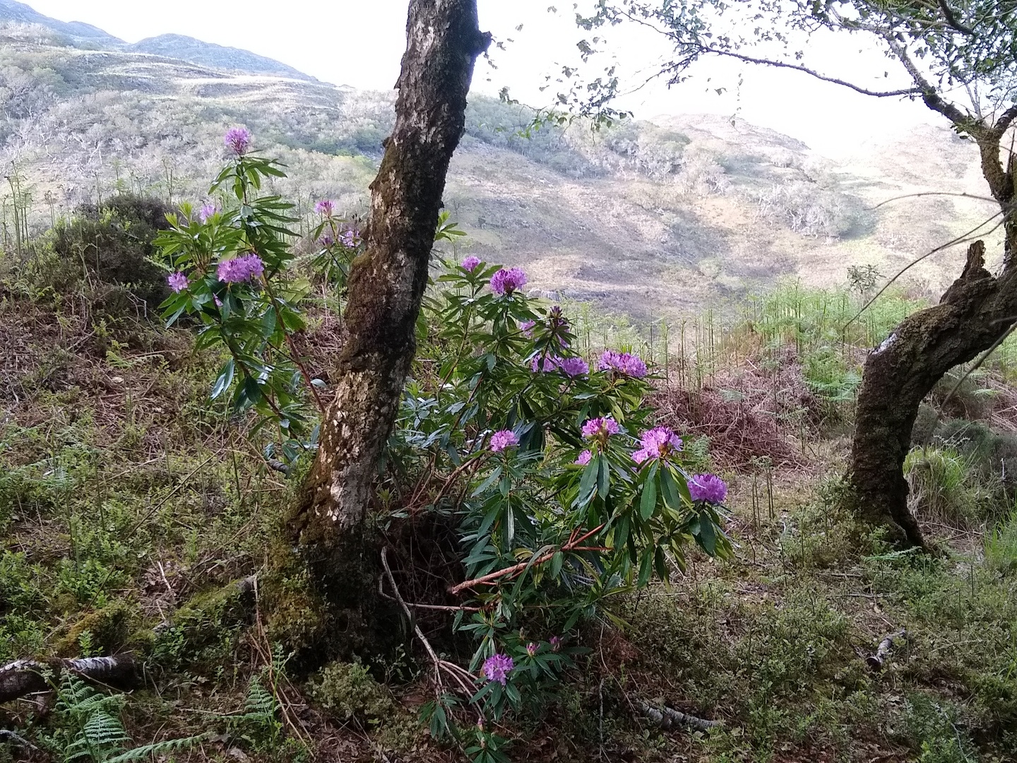Rhododendron: An ecological disaster in Killarney National Park  The Irish  Times