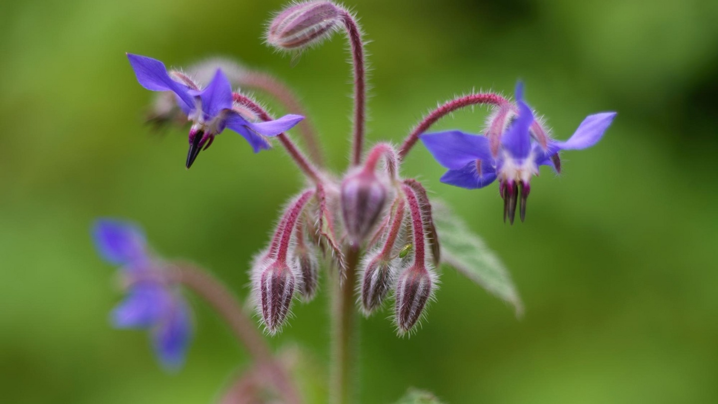 Nettles, borage, seaweed: just the tonic your garden needs – The