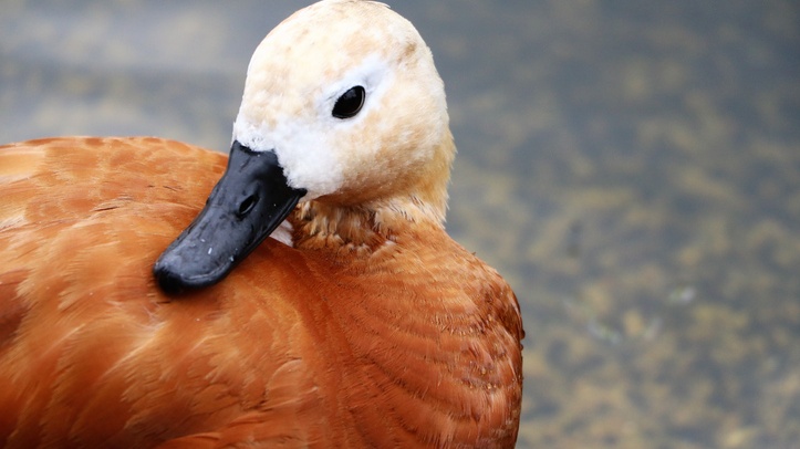 High flying duck reaches altitude of 22,000 feet – The Irish Times