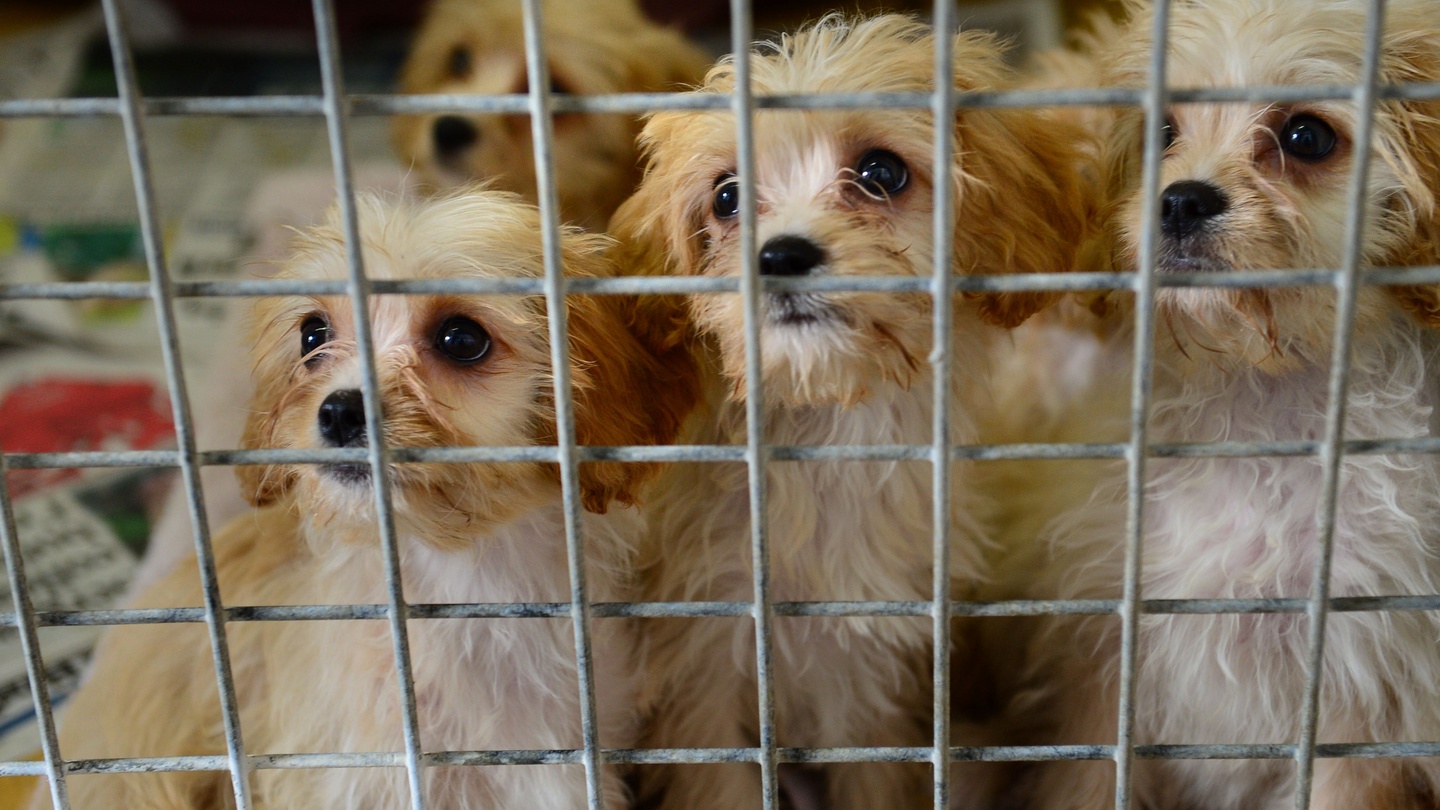 Uk 2024 puppy farms