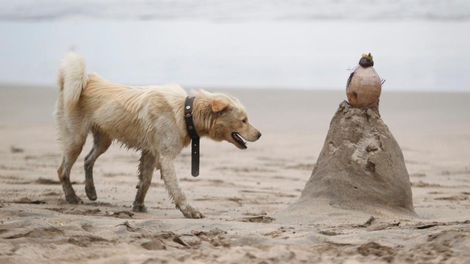 How Many Humans Are Killed By Dogs