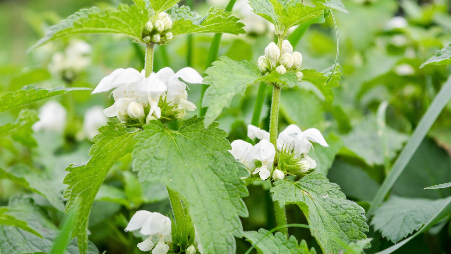 Wildflower Nettle, Common Irish Wild Flora Wildflowers of Ireland