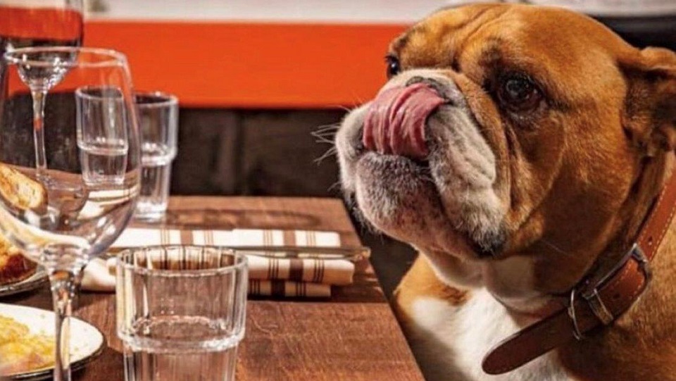 Are Dogs Allowed In Restaurants In France