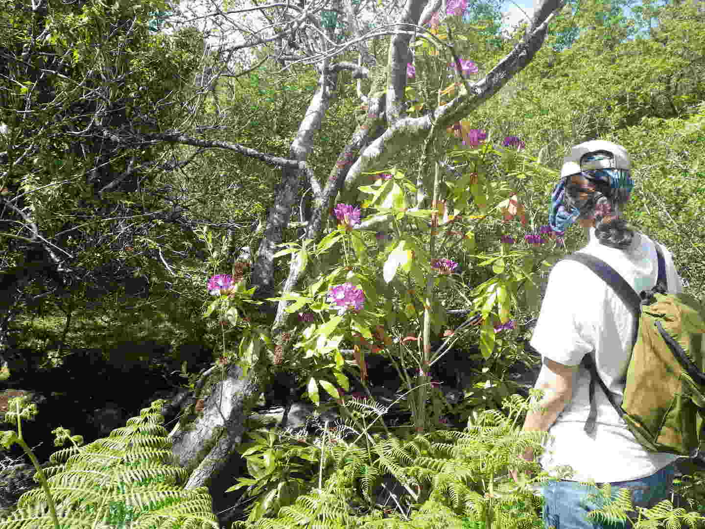 Rhododendron: An ecological disaster in Killarney National Park  The Irish  Times