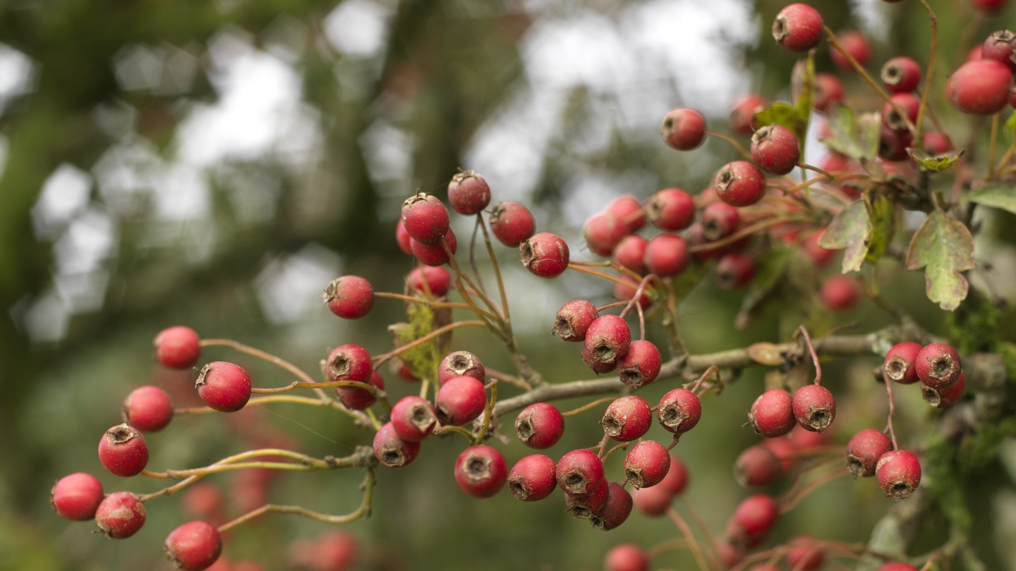 Berry good: Fight the flu or fill a vase with these autumn berries – The  Irish Times