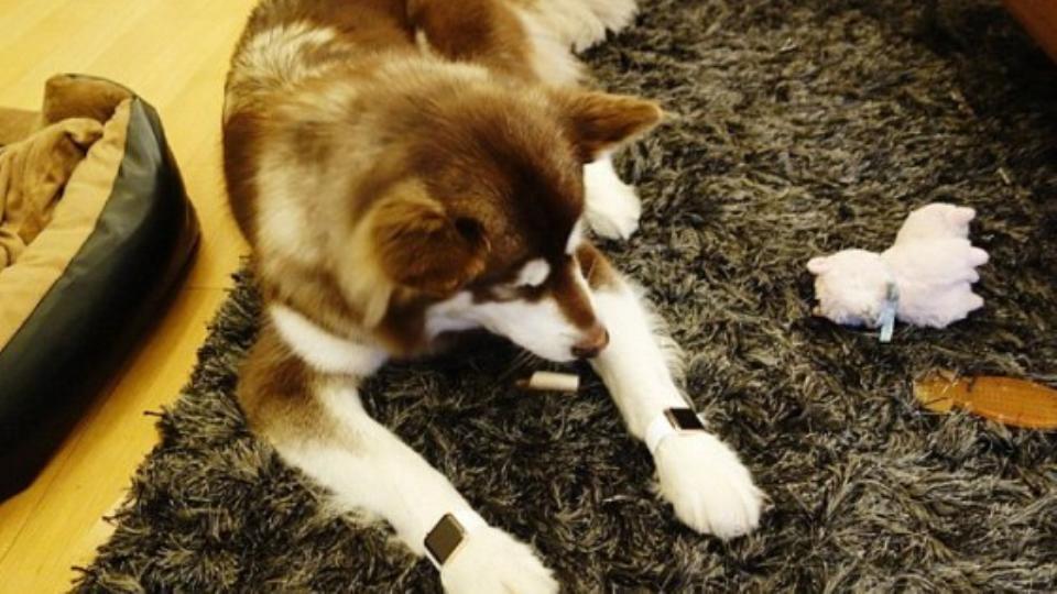 Dog with two Apple Watches sparks outrage in China – The Irish Times