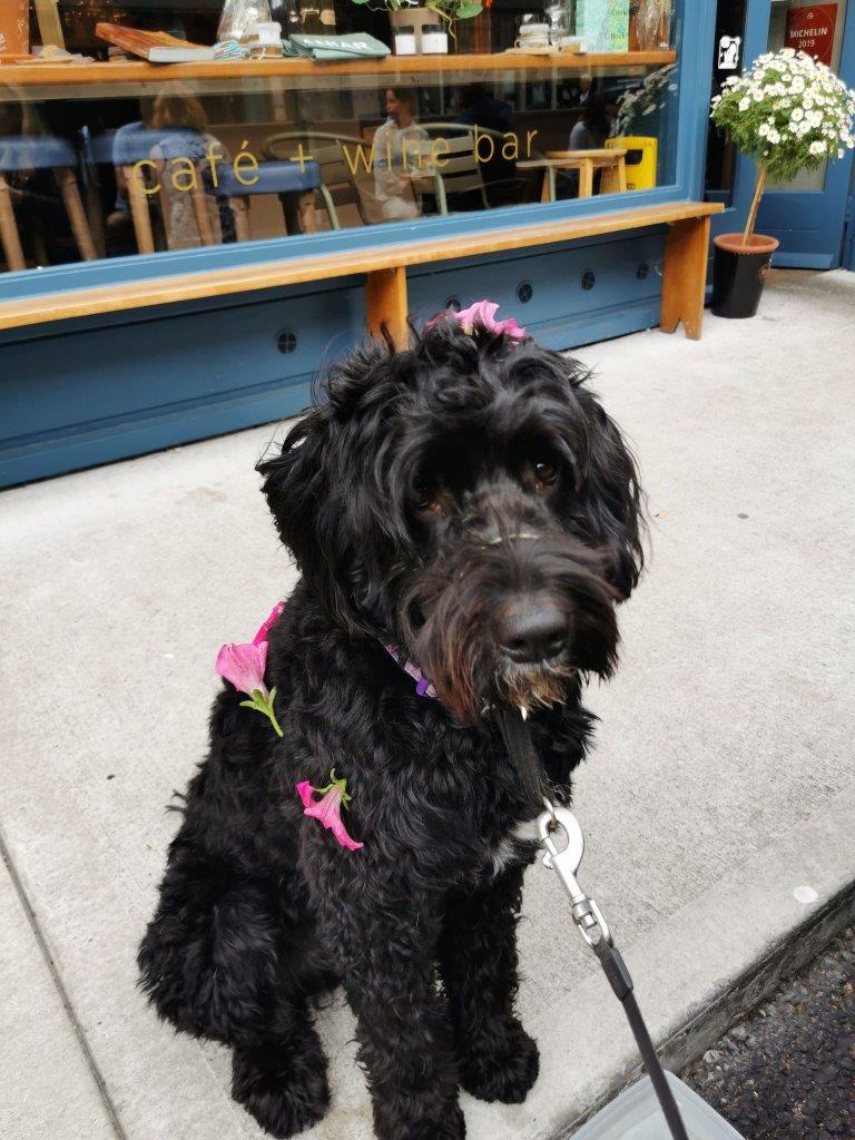 Are Dogs Allowed In Irish Pubs