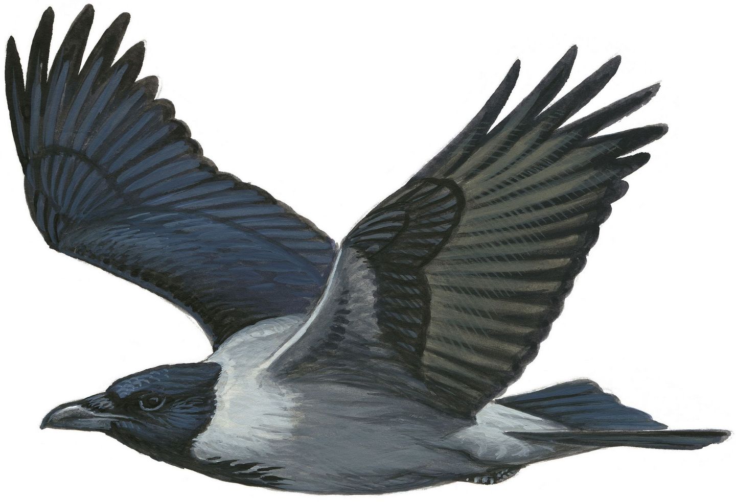 Aithnigh na héin is coitianta i ngairdíní na hÉireann – le pictiúir agus  fuaim – The Irish Times, image size:1440x983