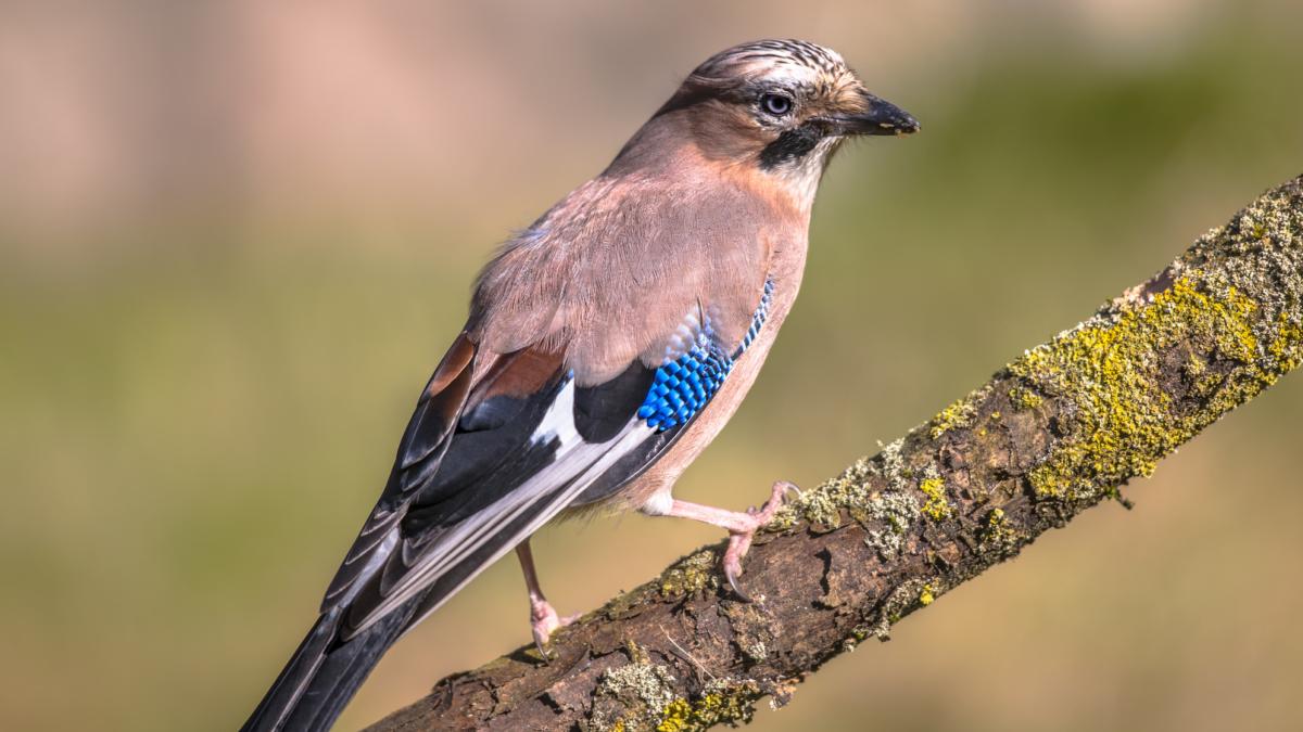 Blue Jay On Branch Stock Illustration - Download Image Now - Blue Jay,  Cartoon, Animal - iStock