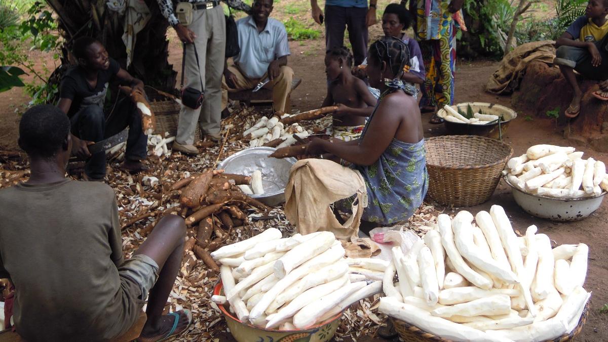 Le manioc est d'abord épluché avant d'être coupé.