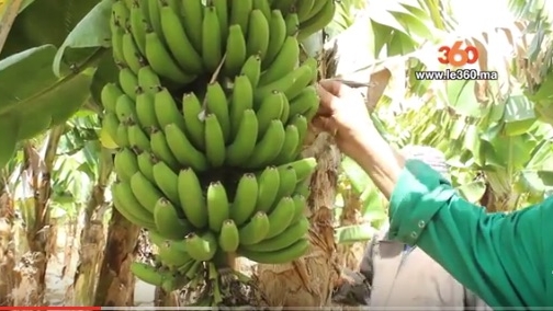 À Séoul, une banane exposée à plus de 100.000 euros a été mangée par un  visiteur