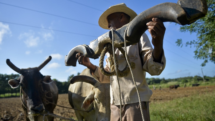 Un paysan et ses bœufs à Los Palacios, dans la de Pinar del Rio,Cuba.
