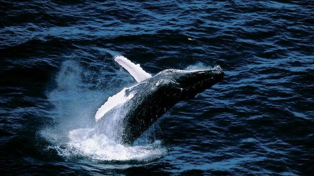 Nagez avec les baleines qui longent les côtes de la Dominique dans les eaux des Caraïbes
