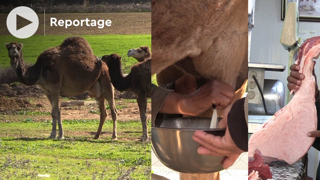 La viande et le lait de chameaux, de plus en plus consommés dans la région  de Rabat