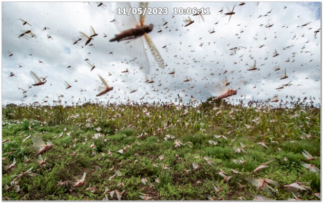 La ville de Tata a été envahie, depuis hier 11 mai 2023, par des milliers de sauterelles.