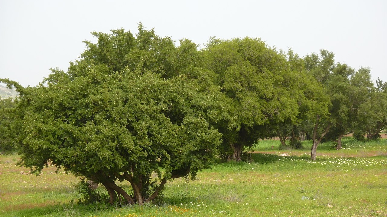 Société | Retrouvez toute l'actualité du Maroc et du monde, en temps réel, sur le premier site d'information francophone au Maroc : www.le360.ma