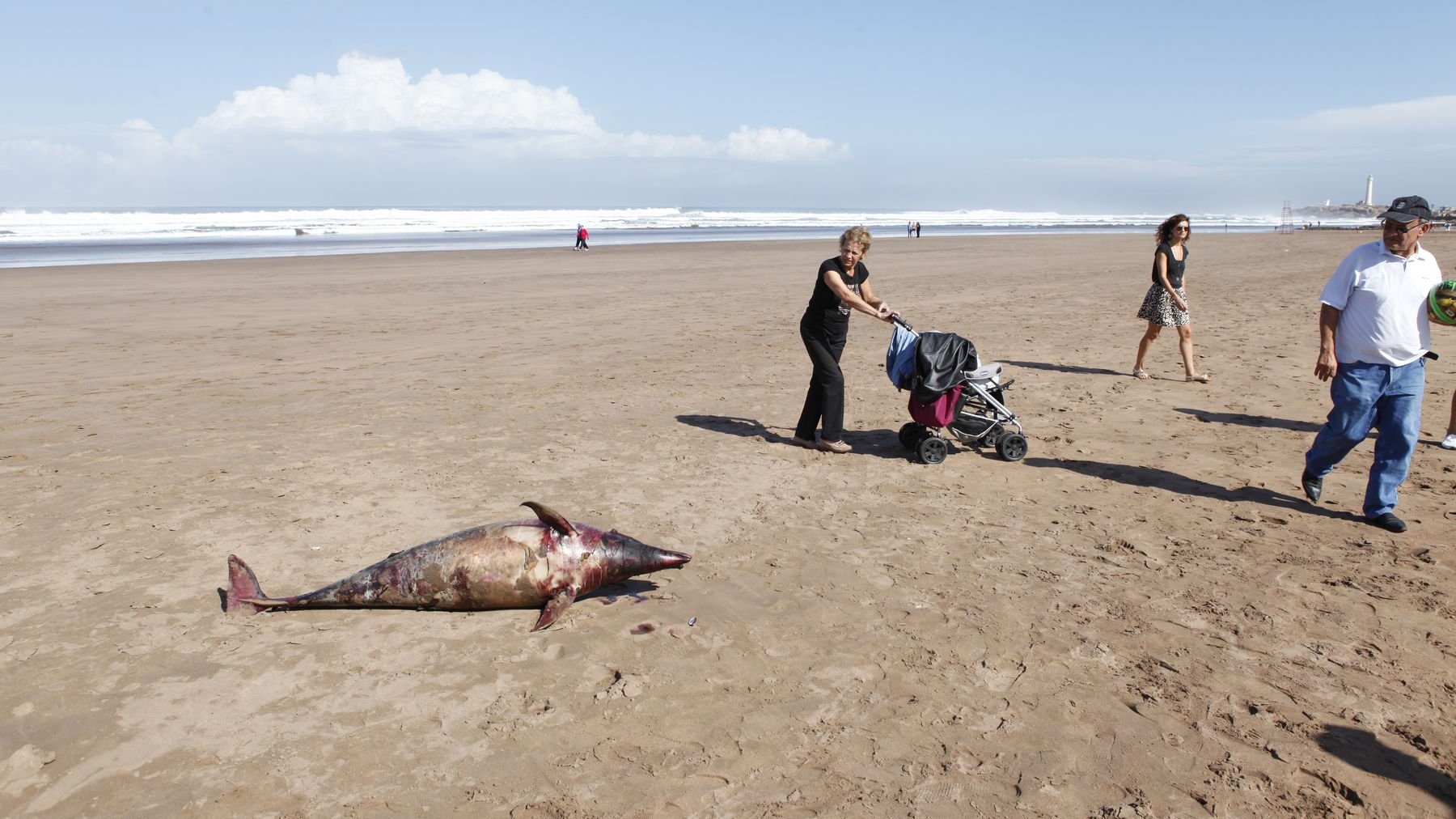 Selon un professeur de surf sur place, le petit dauphin a été retrouvé sur le sable vendredi, à 16h. Les promeneurs ont été pour le moins surpris par cette triste découverte.
