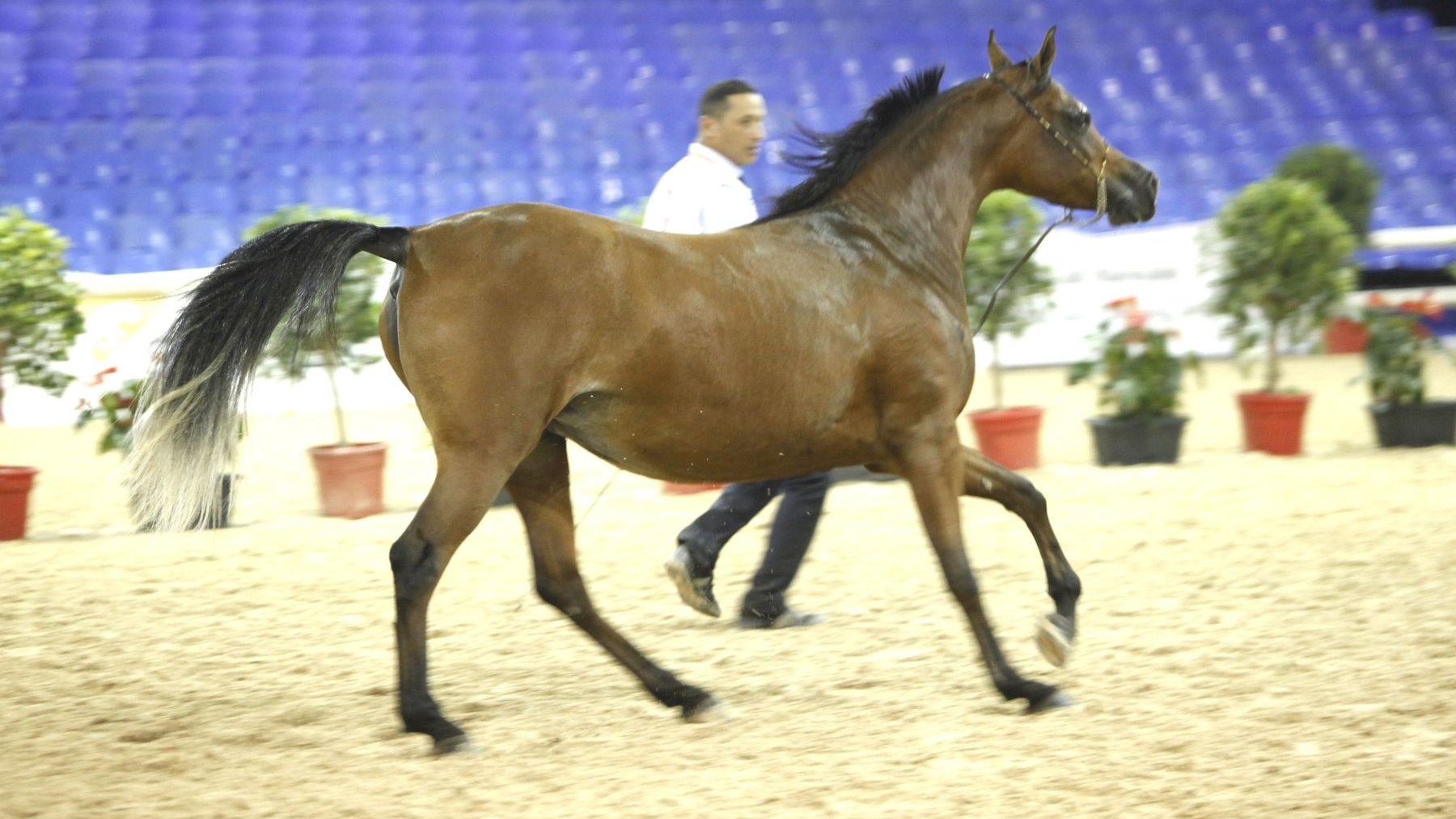 حصان مغربي أصيل ضمن المتوجين في مسابقة أجمل الأحصنة
