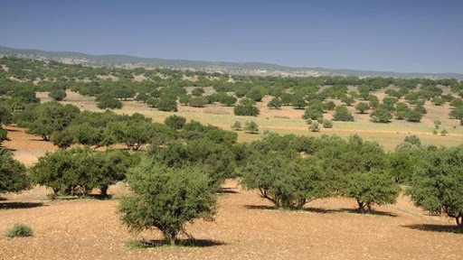 Société | Retrouvez toute l'actualité du Maroc et du monde, en temps réel, sur le premier site d'information francophone au Maroc : www.le360.ma