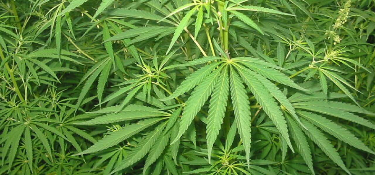 Société | Retrouvez toute l'actualité du Maroc et du monde, en temps réel, sur le premier site d'information francophone au Maroc : www.le360.ma