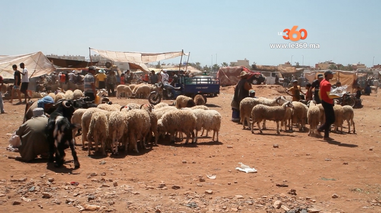 Société | Retrouvez toute l'actualité du Maroc et du monde, en temps réel, sur le premier site d'information francophone au Maroc : www.le360.ma