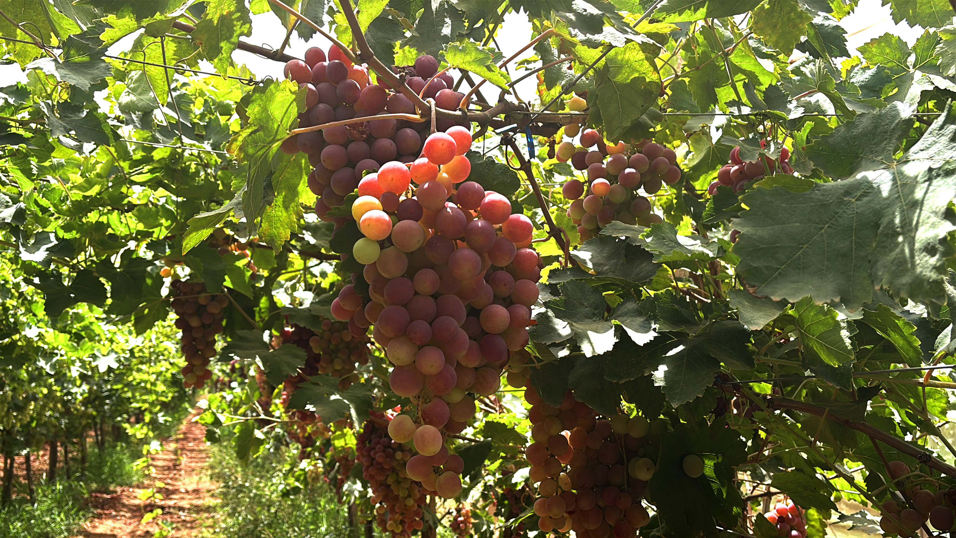Economie | Retrouvez toute l'actualité du Maroc et du monde, en temps réel, sur le premier site d'information francophone au Maroc : www.le360.ma