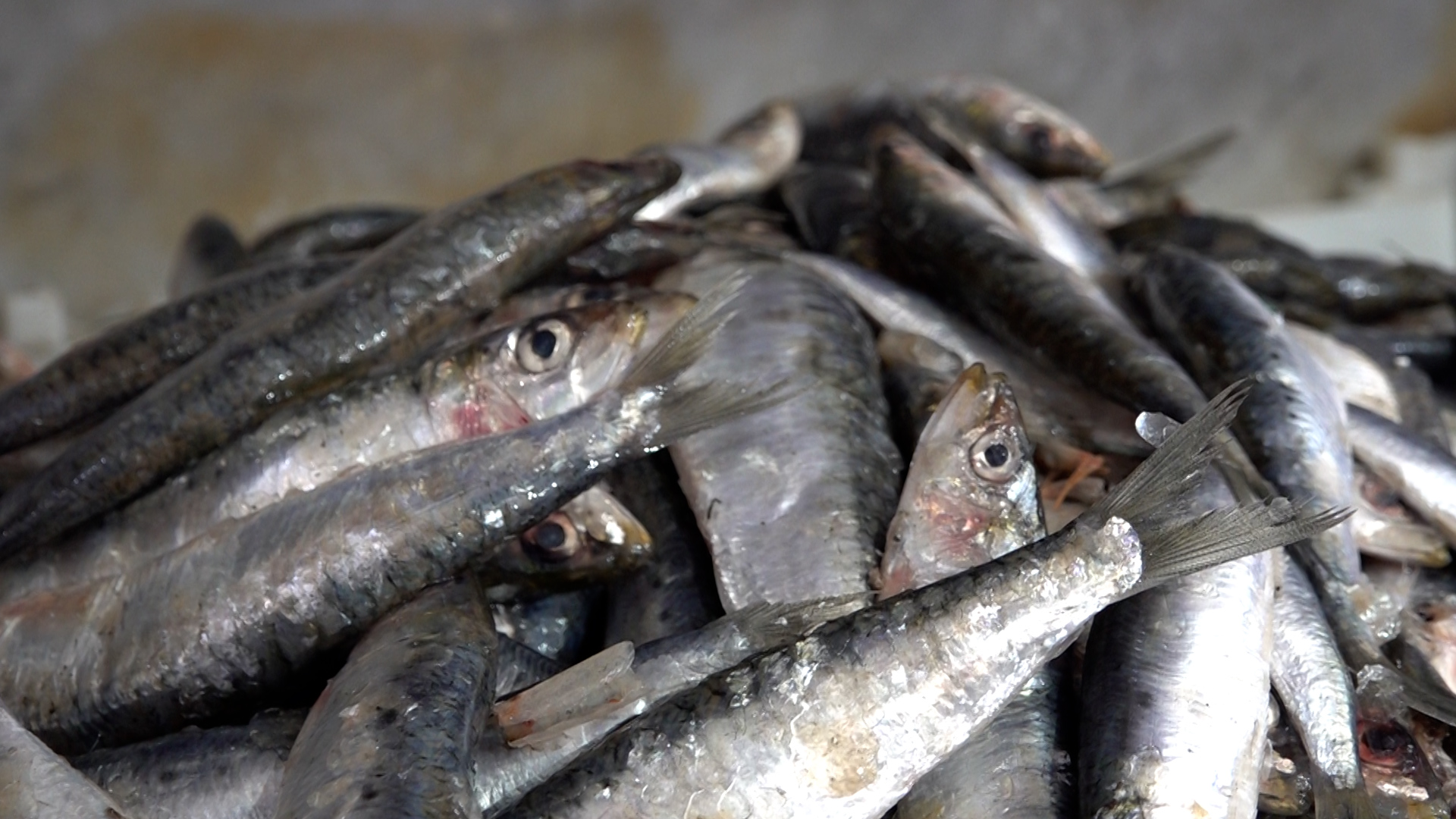 Société | Retrouvez toute l'actualité du Maroc et du monde, en temps réel, sur le premier site d'information francophone au Maroc : www.le360.ma