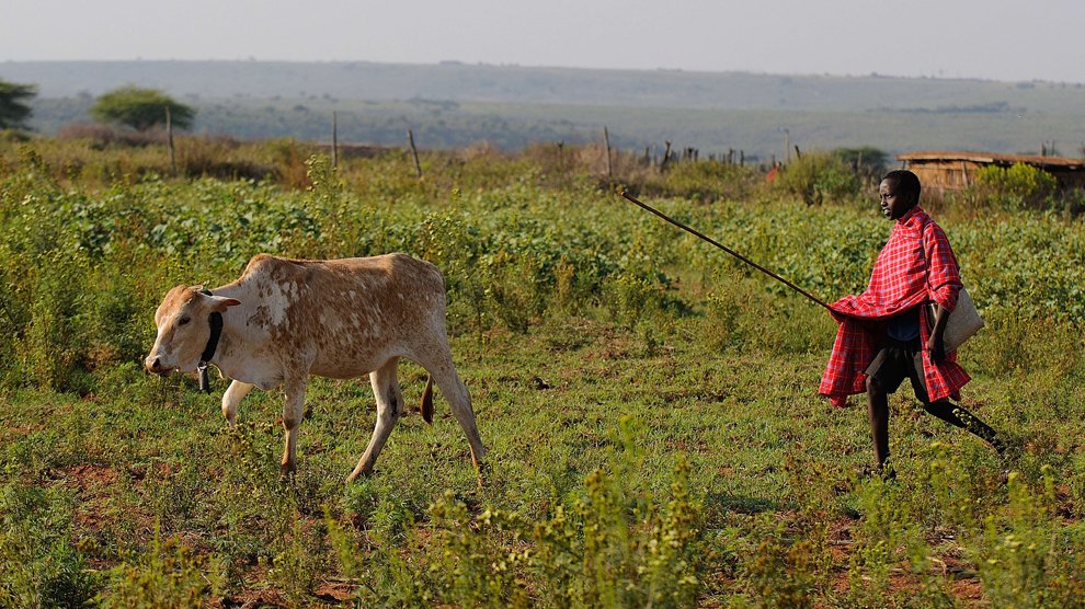 Kelvin Leadismo, 12 ans, à Samburu, Kenya, guide le troupeau familial cartable à l'épaule. Les étudiants de la communauté Samburu  ne peuvent assister aux cours de l'école primaire Loltulelei qui a mis en place pour eux un programme adapté.  
