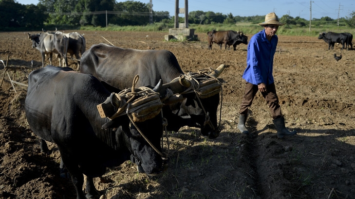 Des bœufs au travail dans un champ à Los Palacios, Cuba.
