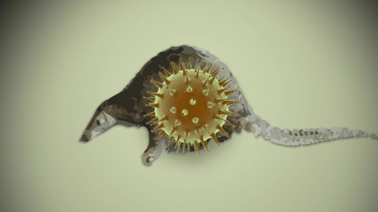 De l'animal à l'homme: émergence d'un nouveau coronavirus.
