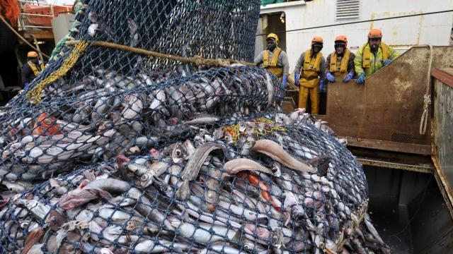 J'aime les Sardines… Savez-vous comment ? – Vince-Agadir