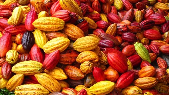 Cacao: le cours à son plus haut niveau depuis 46 ans, une aubaine pour les  grands producteurs africains!