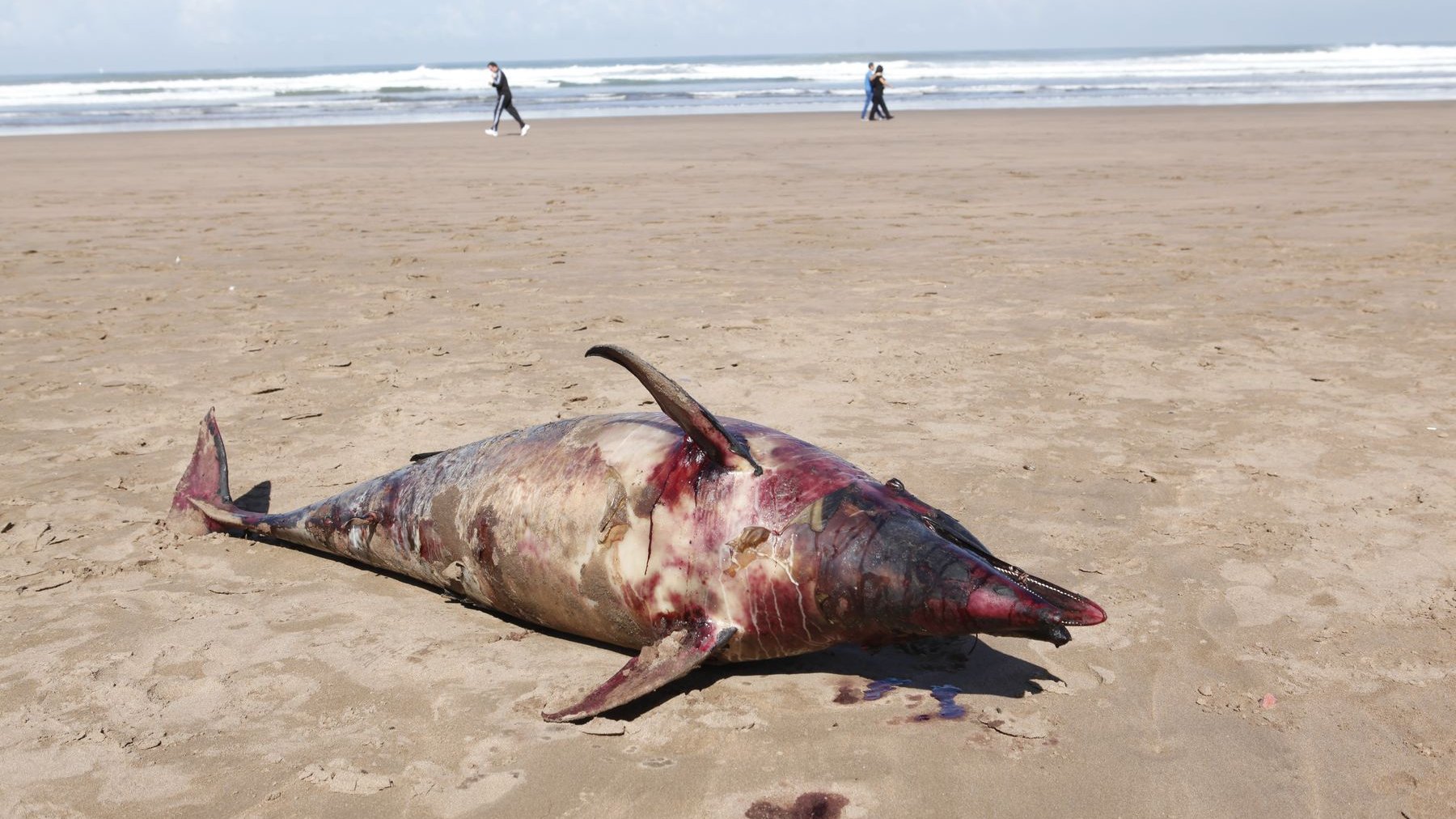 Un bébé dauphin s'est échoué vendredi sur la plage de Casablanca, juste à côté de la place Anfa.
