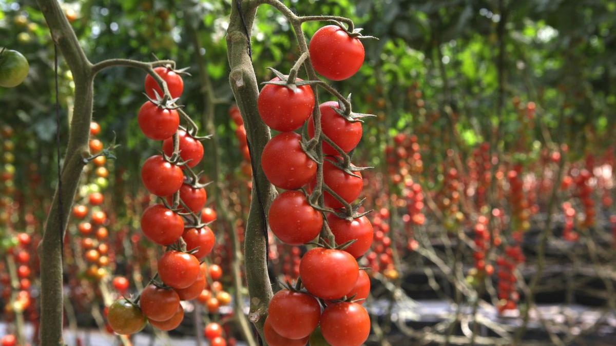 Economie | Retrouvez toute l'actualité du Maroc et du monde, en temps réel, sur le premier site d'information francophone au Maroc : www.le360.ma