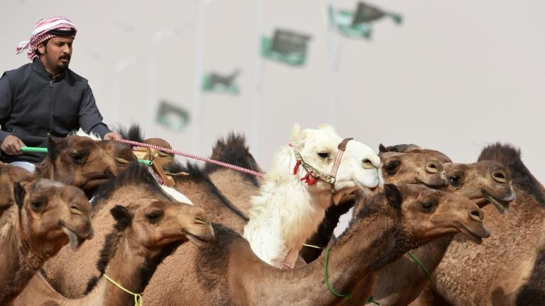 Camel bosse grisse 380g - graisse de bosse de Algeria