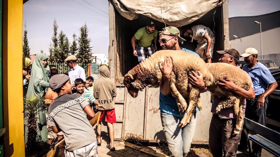 Le champion marocain s'occupe lui-même du déchargement des moutons. 
