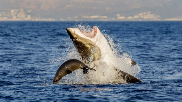 26 juillet 2013. Cela fait au moins cinq ans que le photographe David Jenkins attend ce moment. Installé au large des côtés Sud-africaines, ce matin-là (7h15), Jenkins parvient enfin à capter dans son objectif une image totalement inédite, celle d'un requin blanc en pleine chasse.
