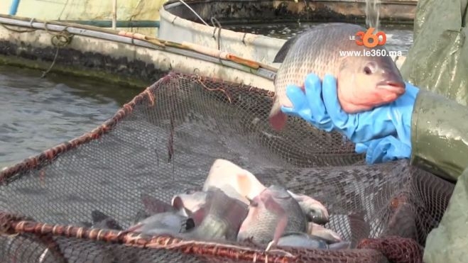 Economie | Retrouvez toute l'actualité du Maroc et du monde, en temps réel, sur le premier site d'information francophone au Maroc : www.le360.ma