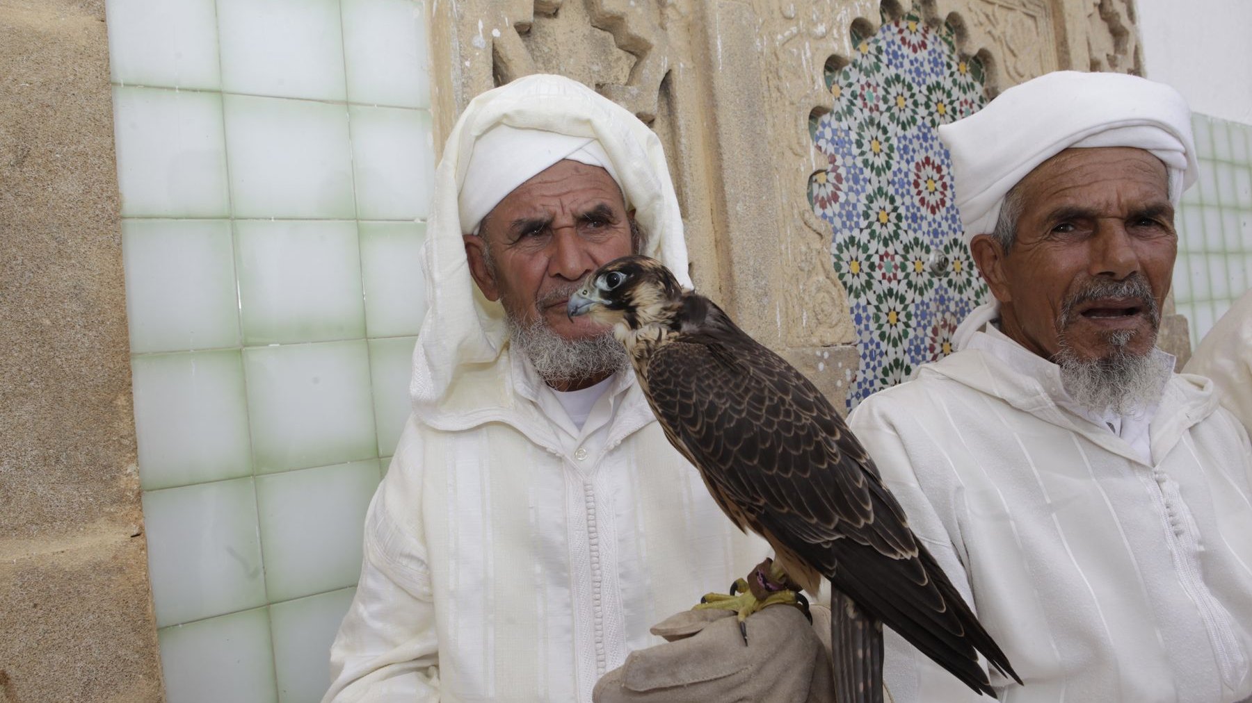 Pour ce qui est du Maroc, cette tradition, séculaire, est aujourd'hui entretenue par les fauconniers Kwassems, de Doukkala.
