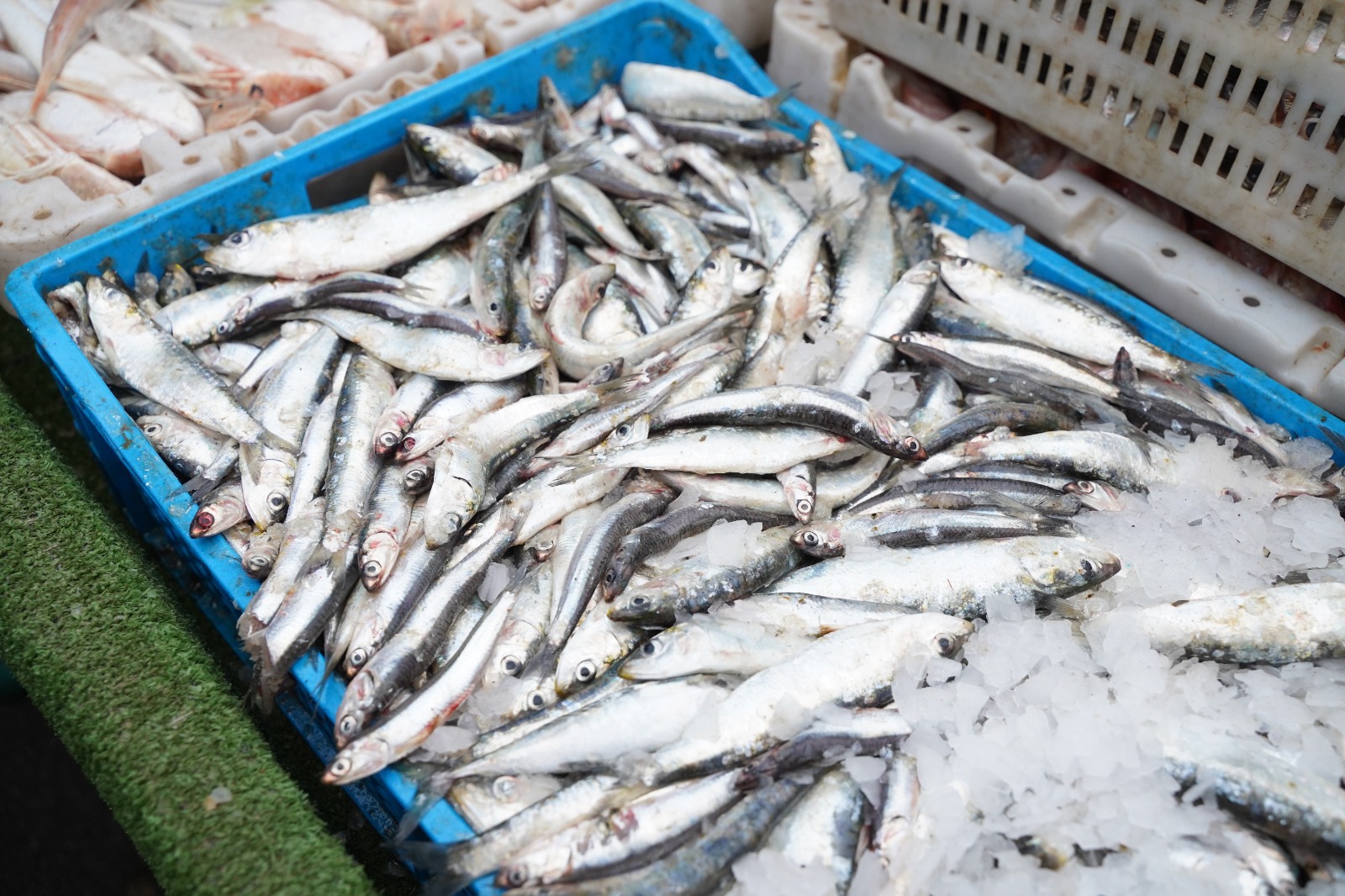 Société | Retrouvez toute l'actualité du Maroc et du monde, en temps réel, sur le premier site d'information francophone au Maroc : www.le360.ma