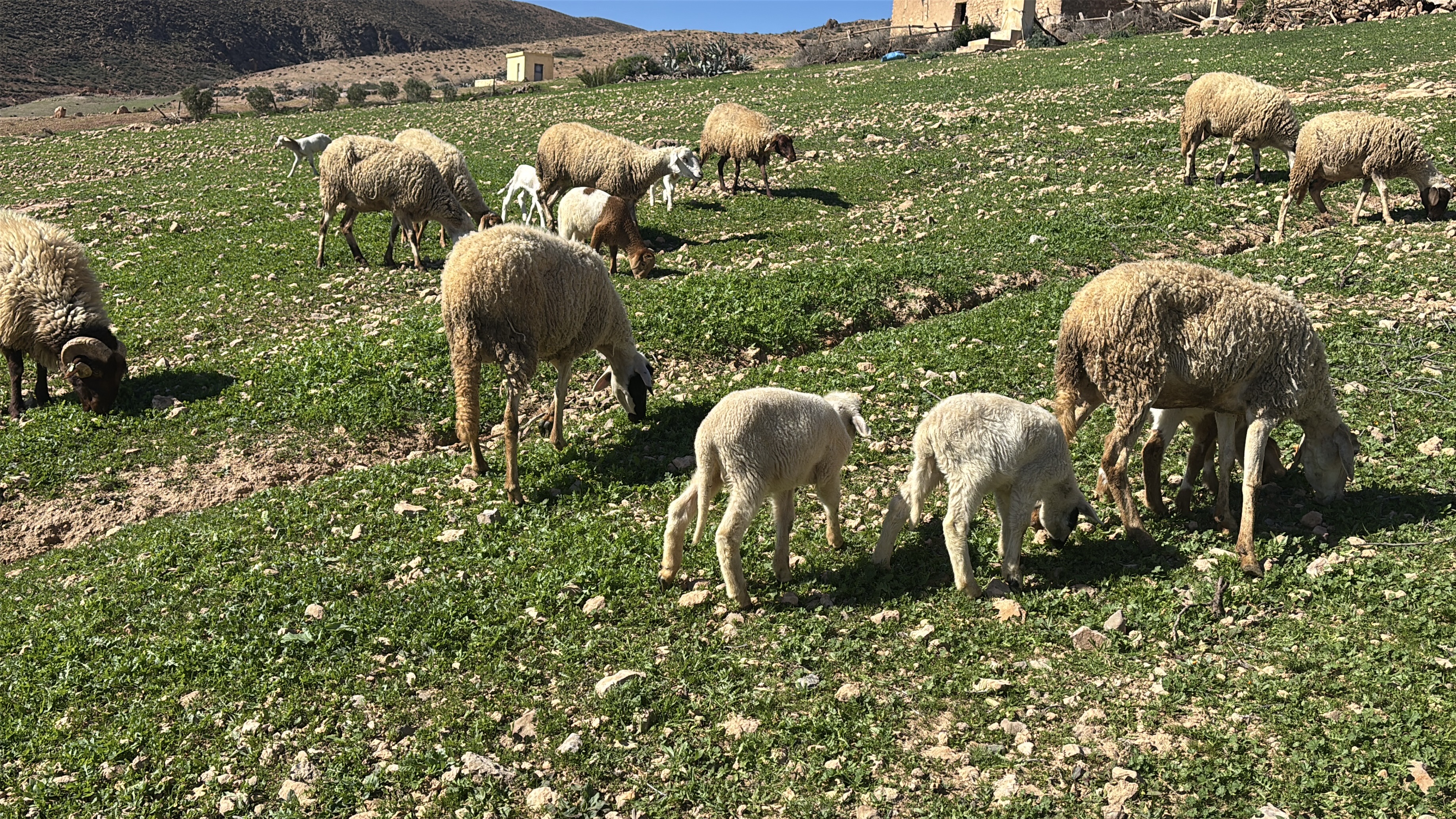 Economie | Retrouvez toute l'actualité du Maroc et du monde, en temps réel, sur le premier site d'information francophone au Maroc : www.le360.ma