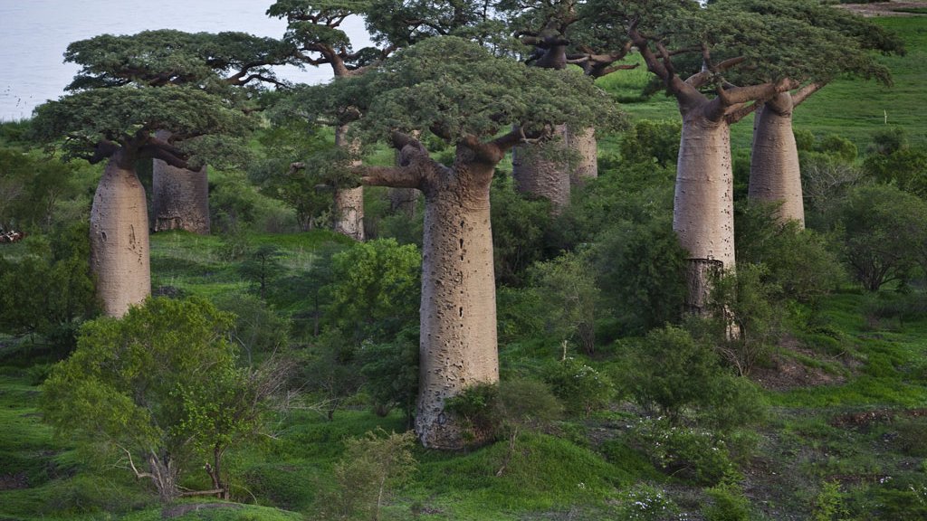 Si le Sénégal a choisi le Baobab comme symbole, c'est bien parce qu'il compte de magnifiques forêts de cet arbre majestueux

