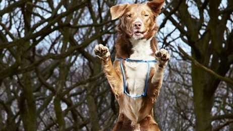 أوسبيرت هامبردينك – أسرع كلب يعبر على حبلِ مشدود
