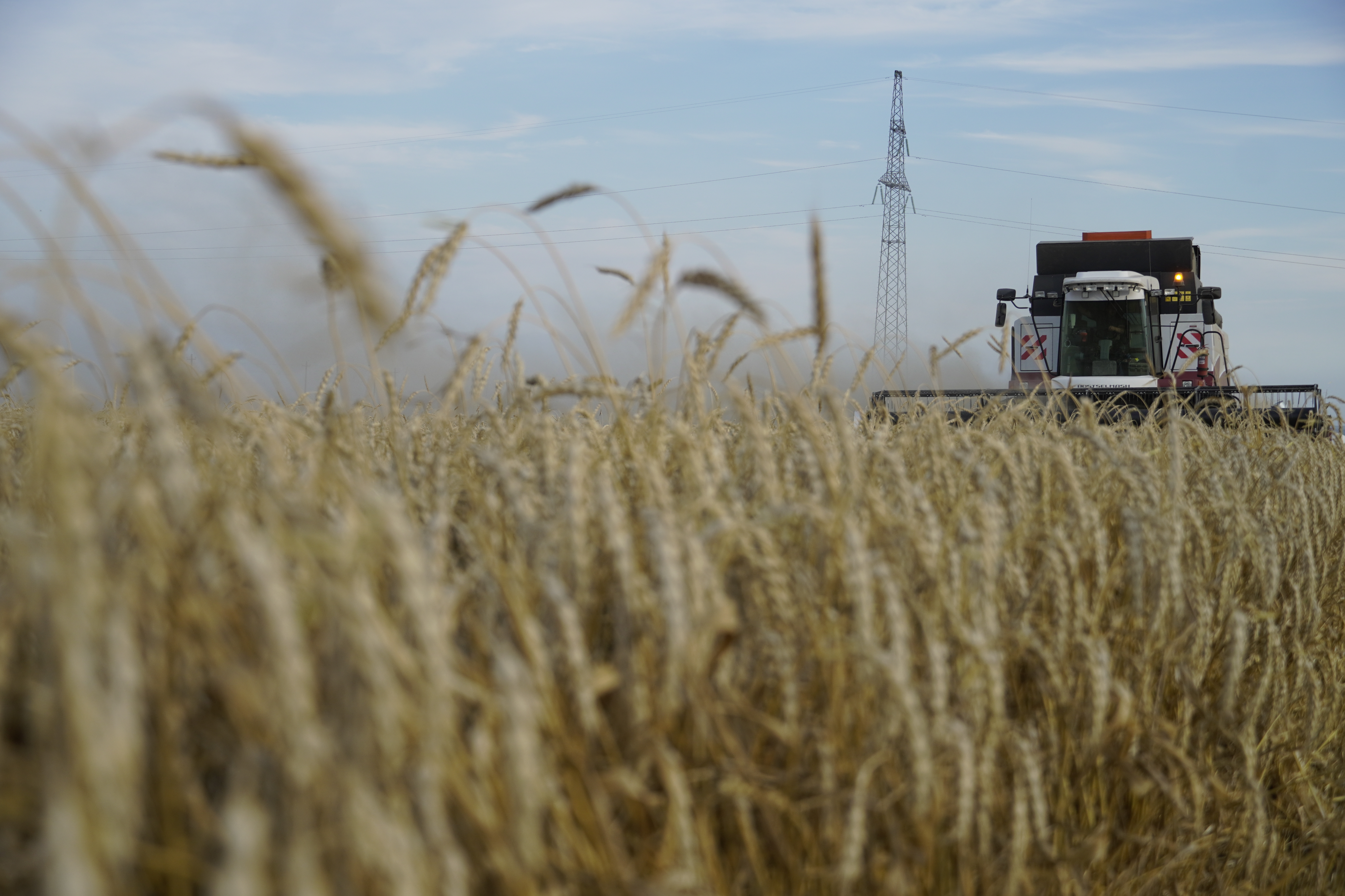 Le Maroc a des besoins importants en blé tendre pour 2023/24