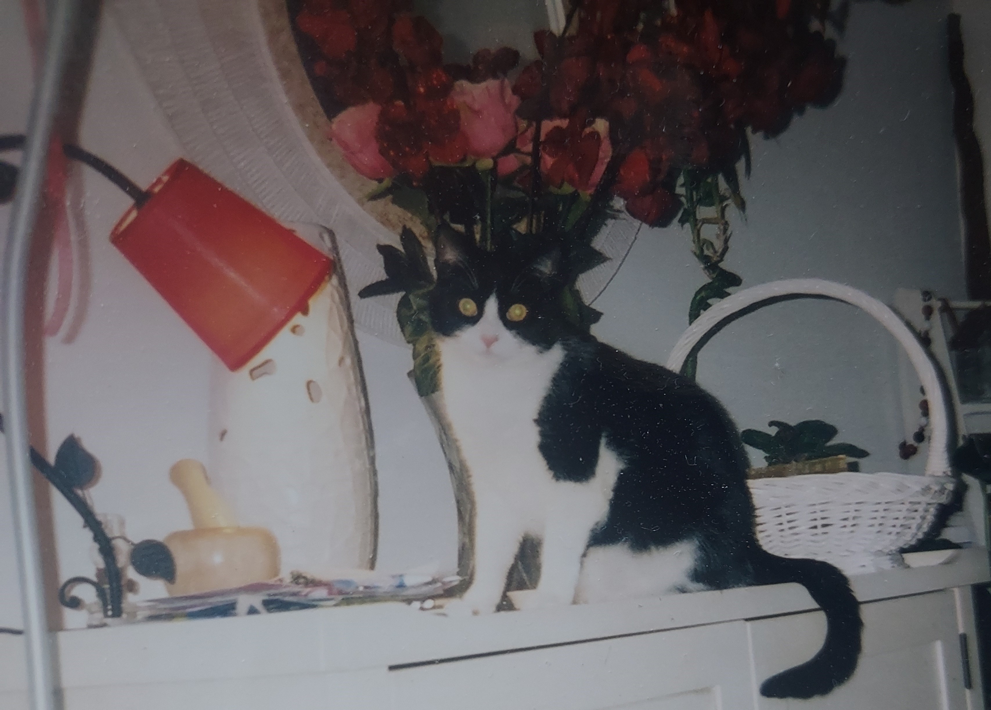 Le chat de Claudine, Ugo, a été découvert mort, dans de suspectes conditions, dans le jardin de l'Ehpad Sainte-Monique (Paris, XIVe). DR